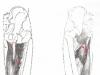 Мышцы бедра: изучаем анатомию, чтобы углубить практику йоги Приводящие мышцы бедра за что отвечают