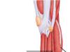 Двуглавая мышца бедра (бицепс бедра) Дорсальные мышцы передней поверхности