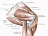 Трехглавая мышца плеча Головки трехглавой мышцы